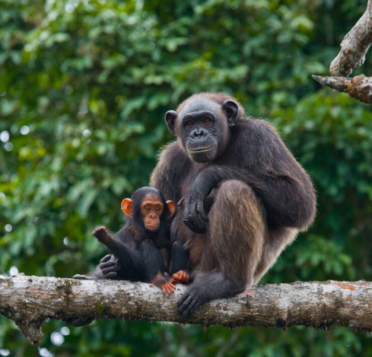 Csimpánz és kölyke a vadonban