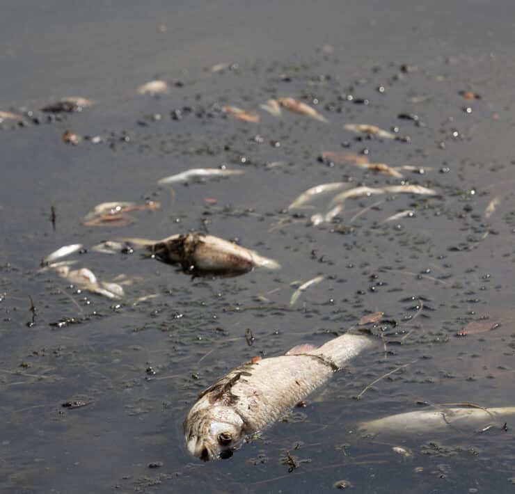 Halott tengeri élővilág, vízszennyezés illusztrációja
