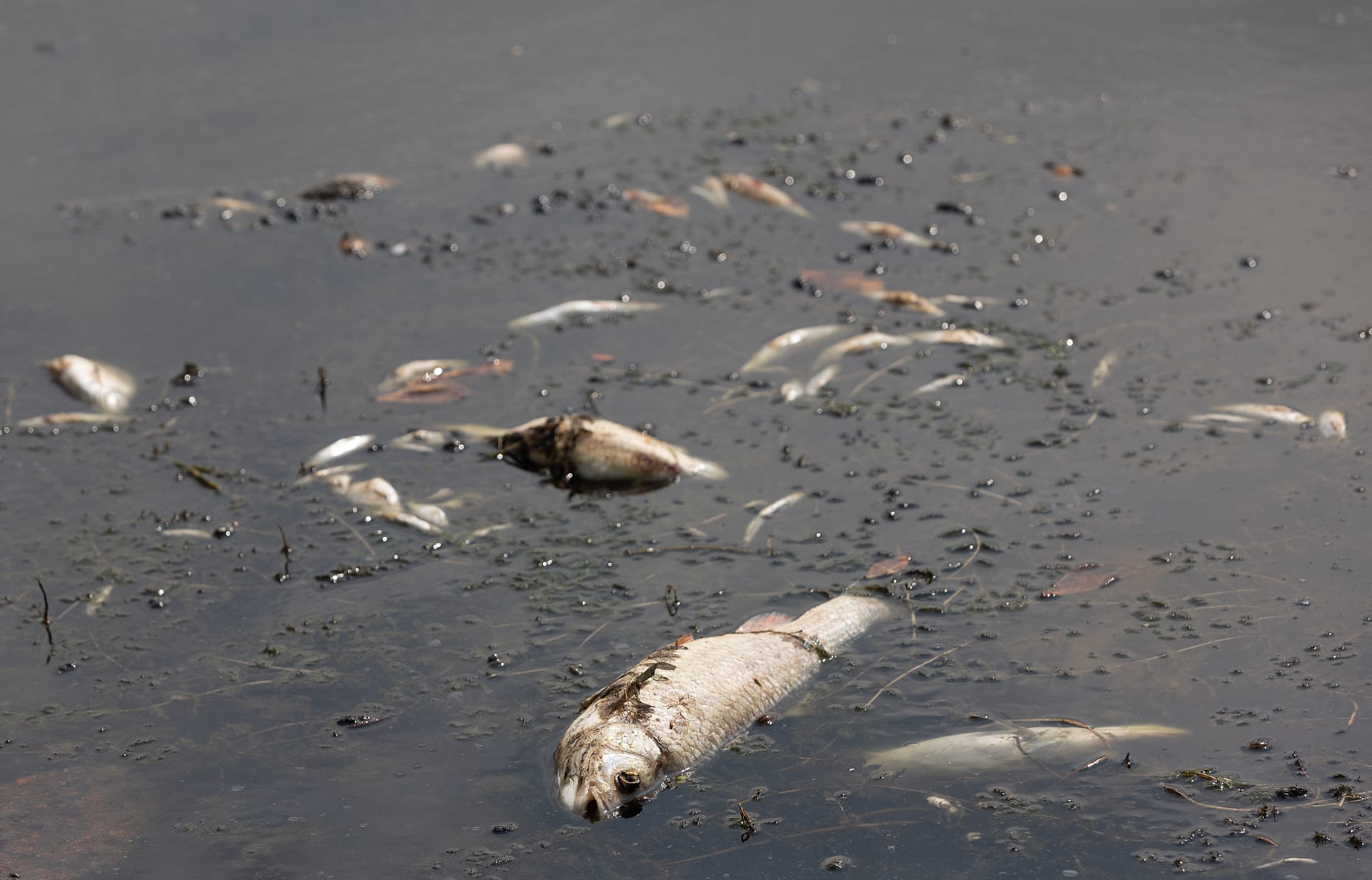 Halott tengeri élővilág, vízszennyezés illusztrációja