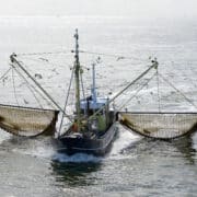 Egy halászhajó hálót húz maga mellett a vízben a Watt-tengeren, a hajó körül sirályok repülnek