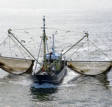 Egy halászhajó hálót húz maga mellett a vízben a Watt-tengeren, a hajó körül sirályok repülnek