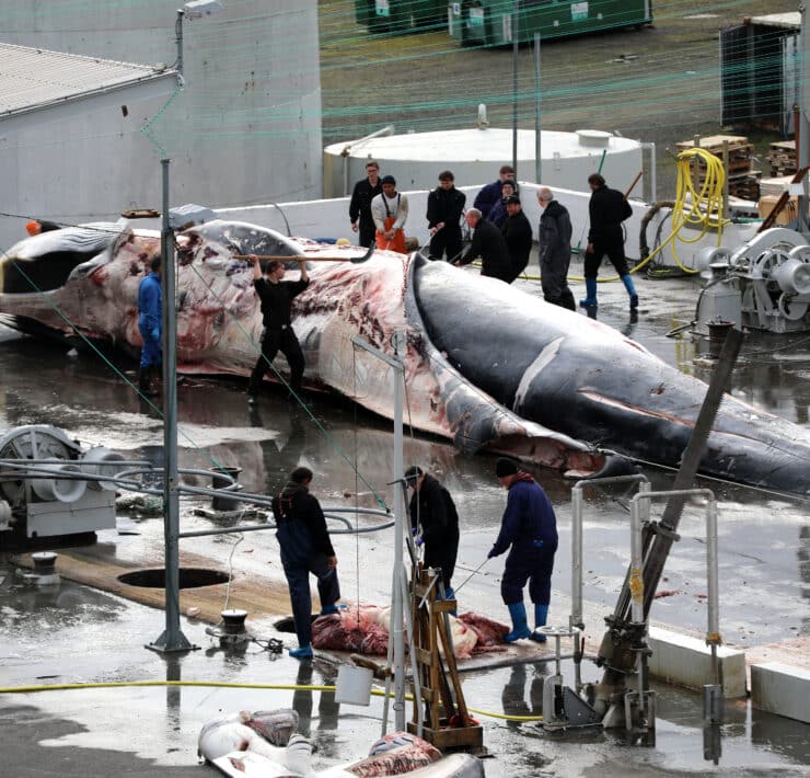 Egy hosszúszárnyú bálna félig megnyúzott holtteste fekszik egy kültéri feldolgozó üzemben Izlandon, körülötte bálnavadászok vagy az üzem dolgozói