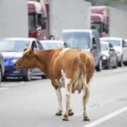 Egy tehén áll az úton az üres sávban, az út másik oldalán két sávban álló kocsisor