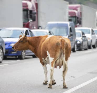 Egy tehén áll az úton az üres sávban, az út másik oldalán két sávban álló kocsisor