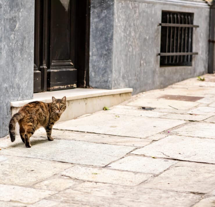 Macska a kamerába néz az utcán egy ajtó előtt