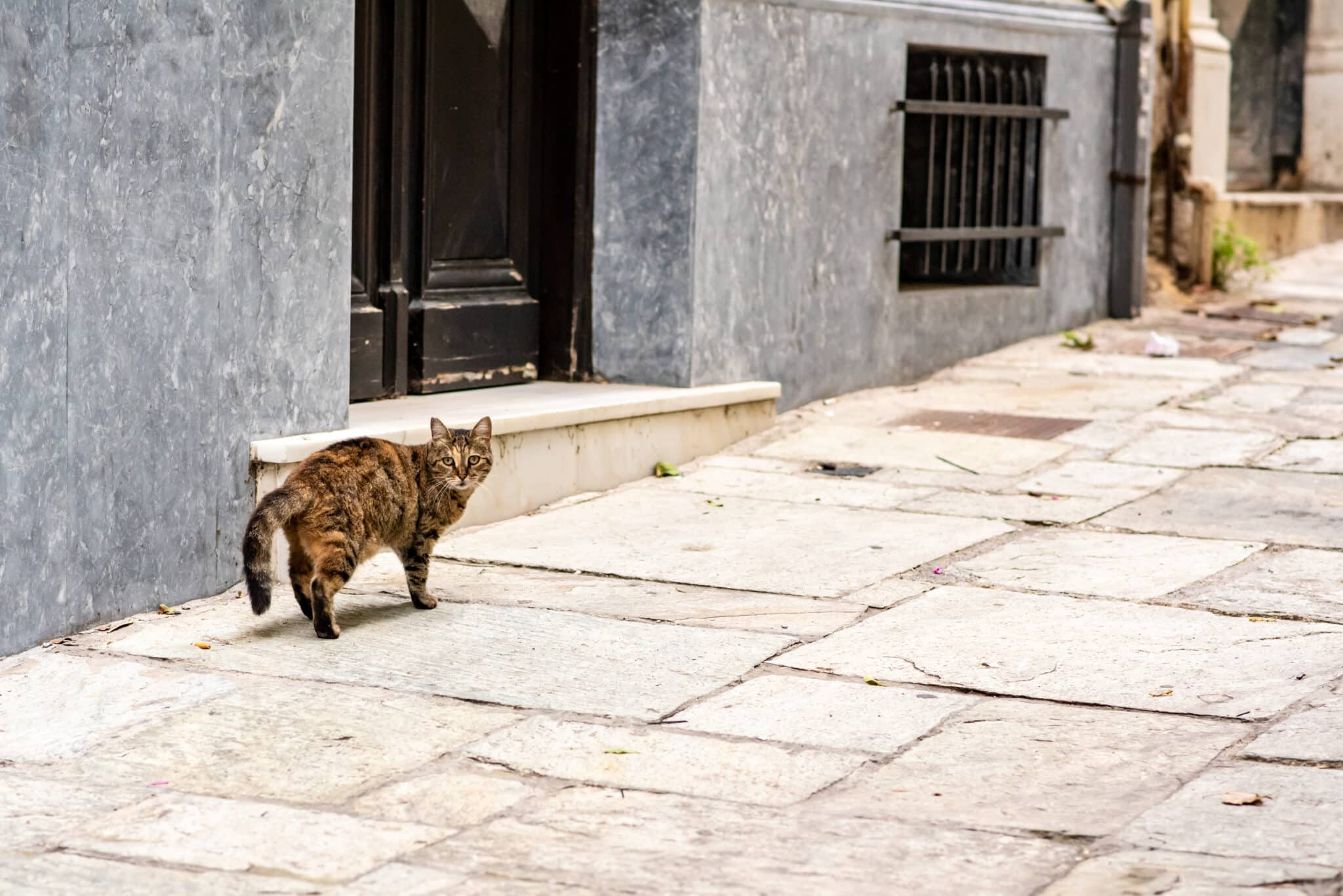 Macska a kamerába néz az utcán egy ajtó előtt