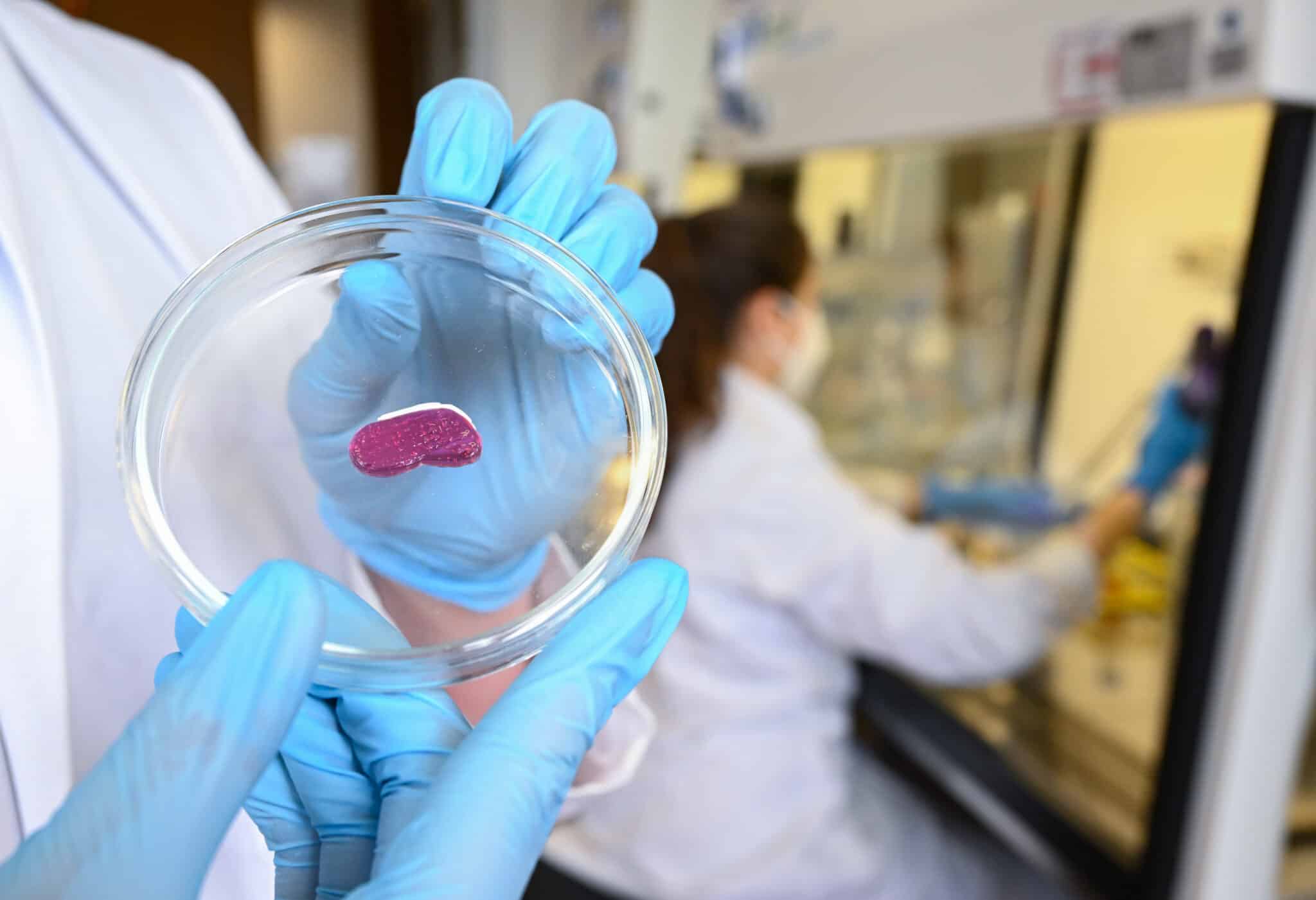 Egy kutató petri csészében mutat be egy laborban előállított, miniatűr húst, amihez nem kellett állatot levágni.