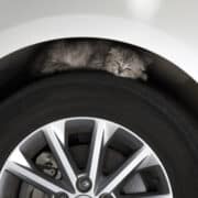 Kiscica alszik egy autó kerekén