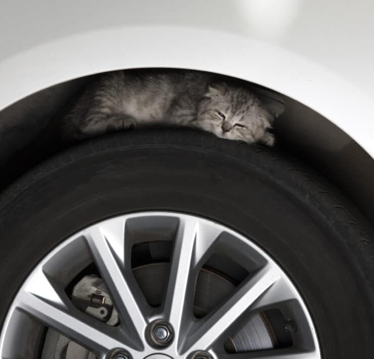 Kiscica alszik egy autó kerekén
