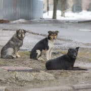 Kóbor kutyák egy betonplaccon, mindhárman a kamerába néznek