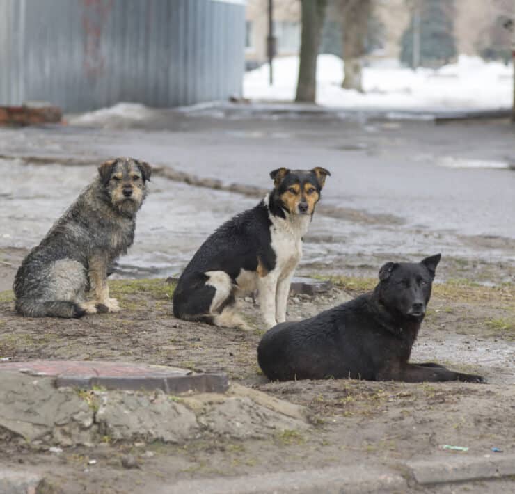 Kóbor kutyák egy betonplaccon, mindhárman a kamerába néznek
