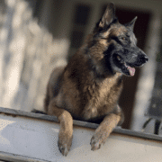 Kutya a Walking Dead című sorozatban, ahogy a forgatáson a távolba néz