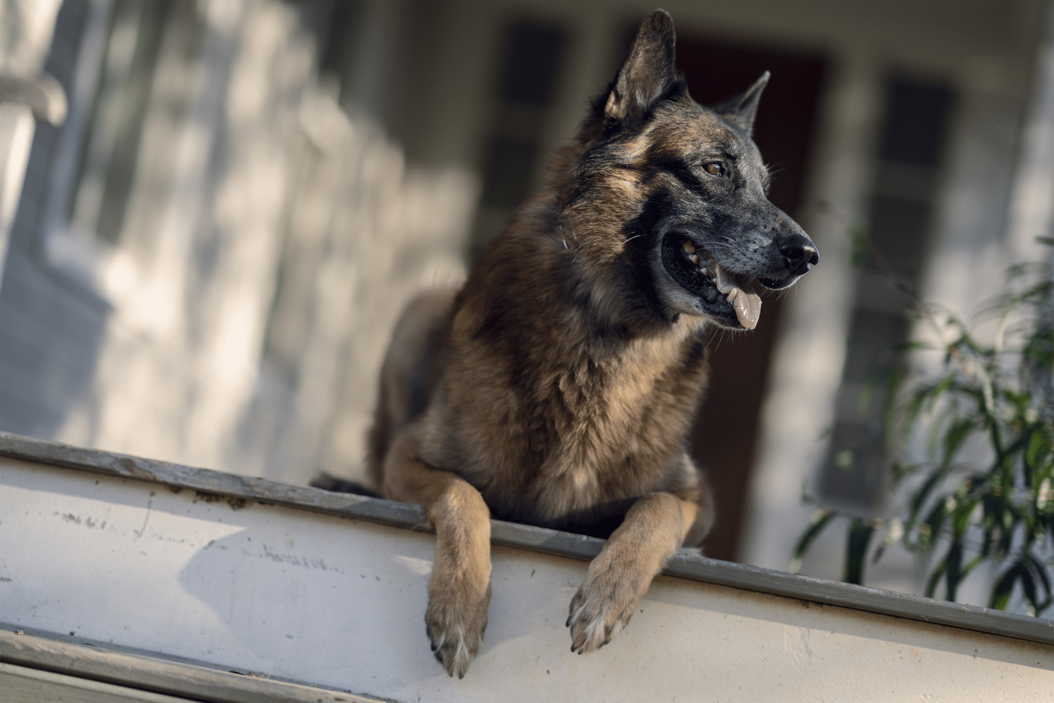 Kutya a Walking Dead című sorozatban, ahogy a forgatáson a távolba néz