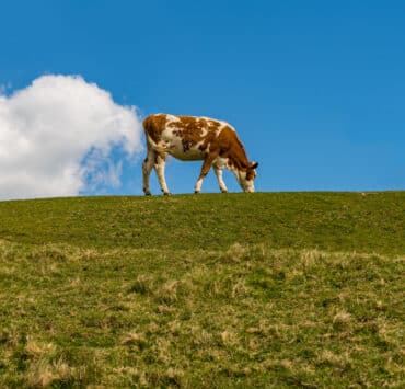 Egy barna-fehér foltos tehén legel egy mezőn, mögötte egy fehér felhő, ami a tehenek szén-dioxid-kibocsátását szimbolizálja