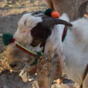 Egy kecske az áldozati ünnep előtt, az arcára, a nyaka és a törzse köré egy piros-zöld kötél kötve