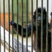 Egy majom egy rács mögött, feltehetően egy állatkertben, mindkét kezével a rácsot fogja és kifelé néz