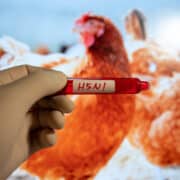 Kesztyűs kéz H5N1 feliratú kémcsövet tart, a háttérben csirkék