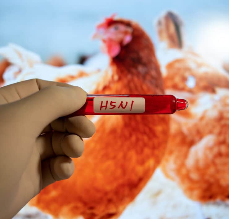 Kesztyűs kéz H5N1 feliratú kémcsövet tart, a háttérben csirkék