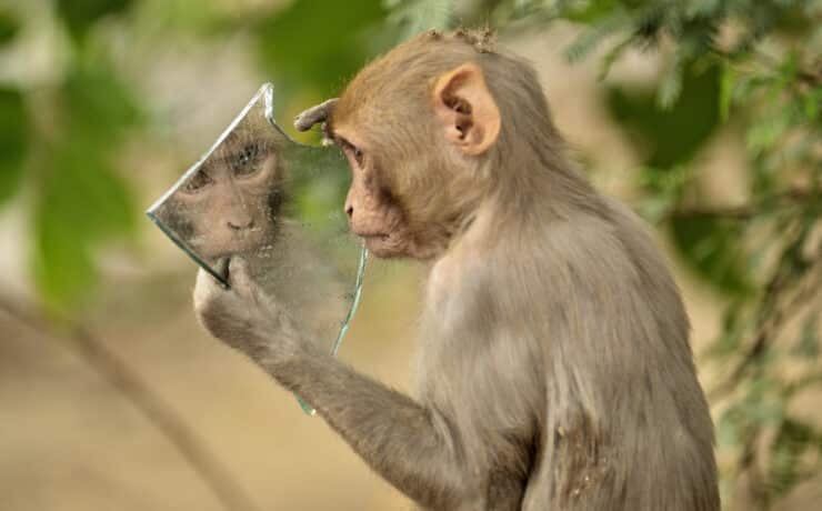 Egy majom nézi magát egy darab törött tükörben