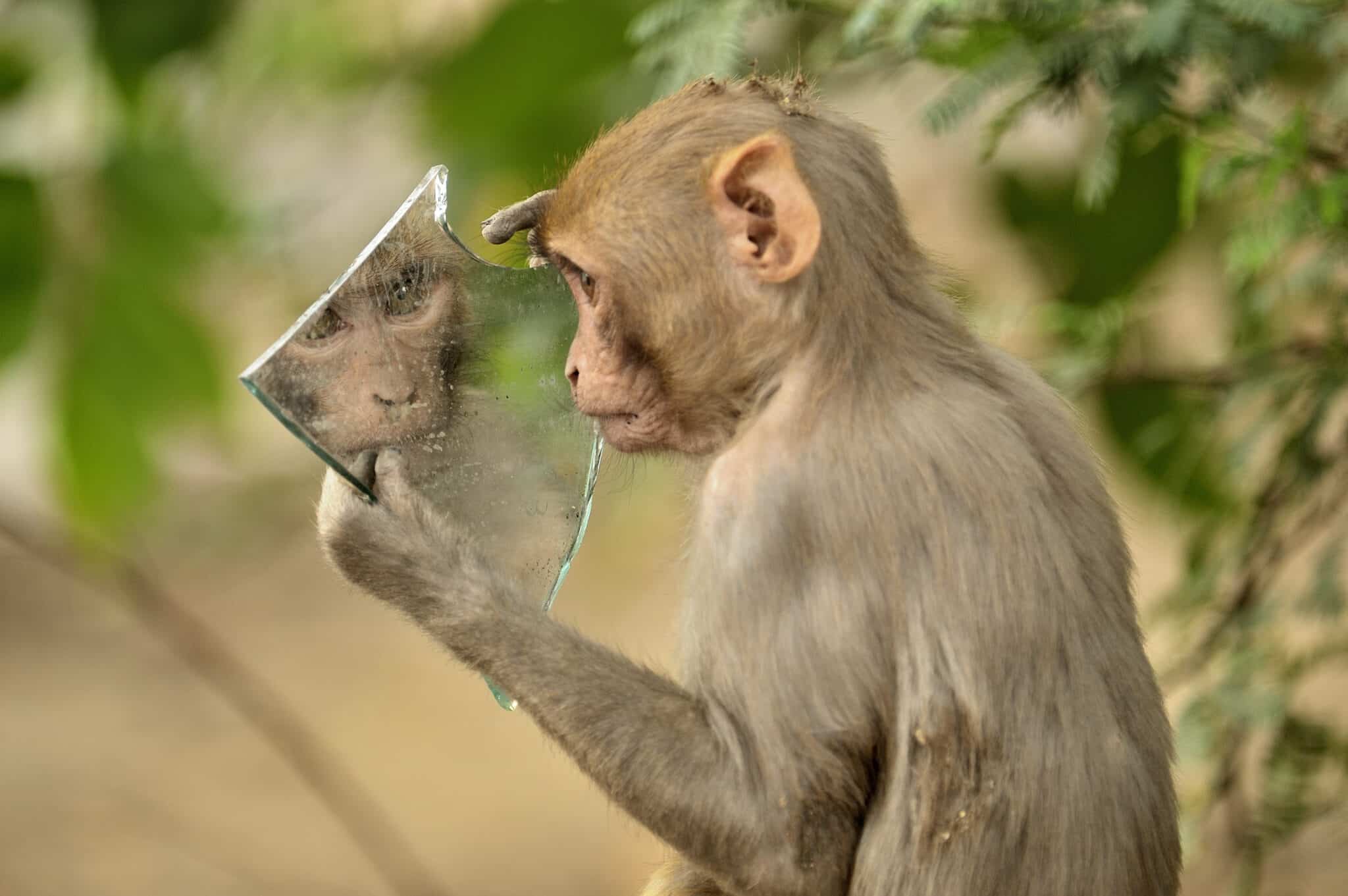 Egy majom nézi magát egy darab törött tükörben
