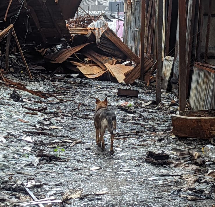 Egy hátulról fotózott nagytestű kutya, amint egy orosz rakétatámadás sújtotta városrészben sétál Harkivben