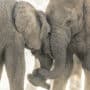 Két elefánt összebújva, a fejük egymáshoz érintve, az orrmányuk összekulcsolva