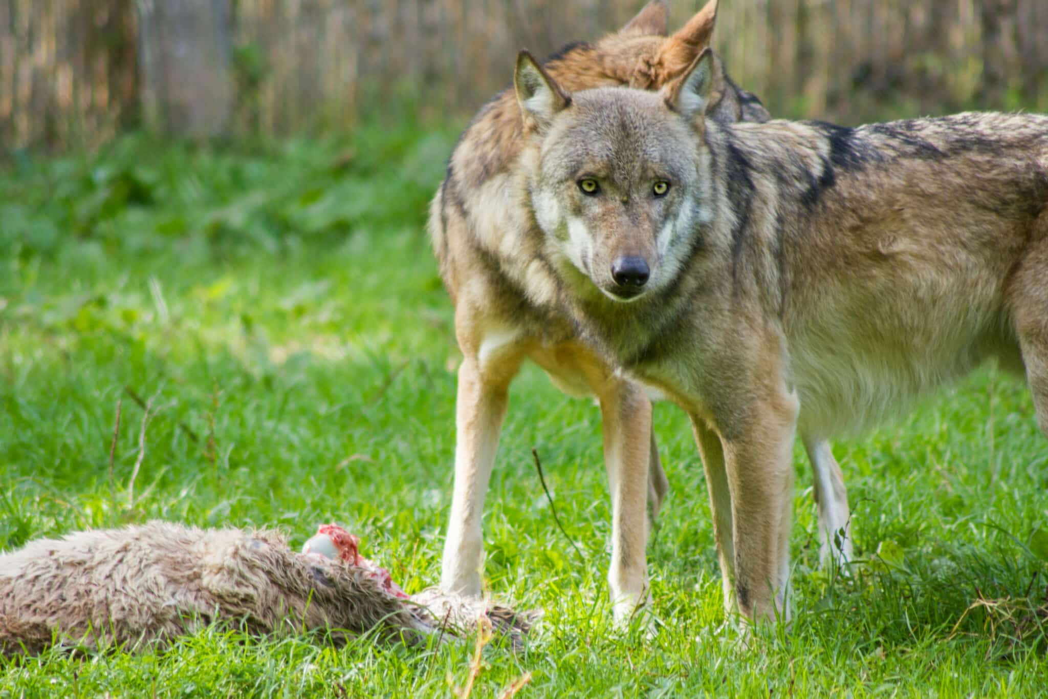 Két szürke farkas áll egymás mellett, az egyik félig látszik a másik mögött, mellettük egy elejtett prédaállat