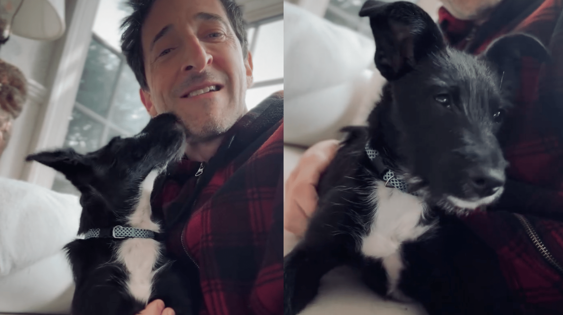 Két kép egymás mellé téve, a baloldalin Adrien Brody mosolyogva néz a kamerába a kutyájával, a jobboldali kép közeli felvétel a kutyáról