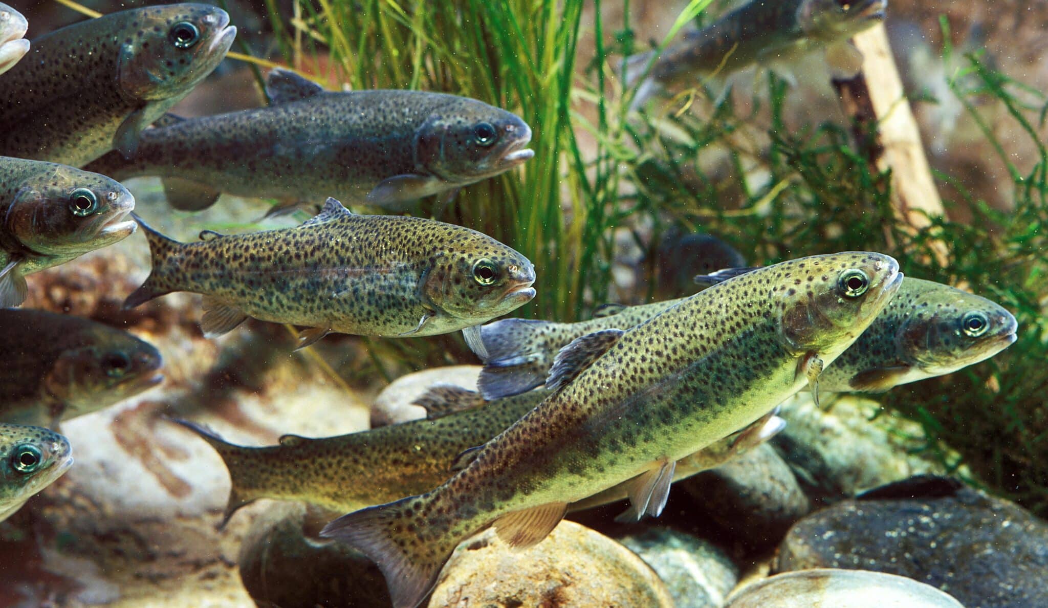 Pisztrángok víz alatt, közelről, körülöttük tengerifű és kövek