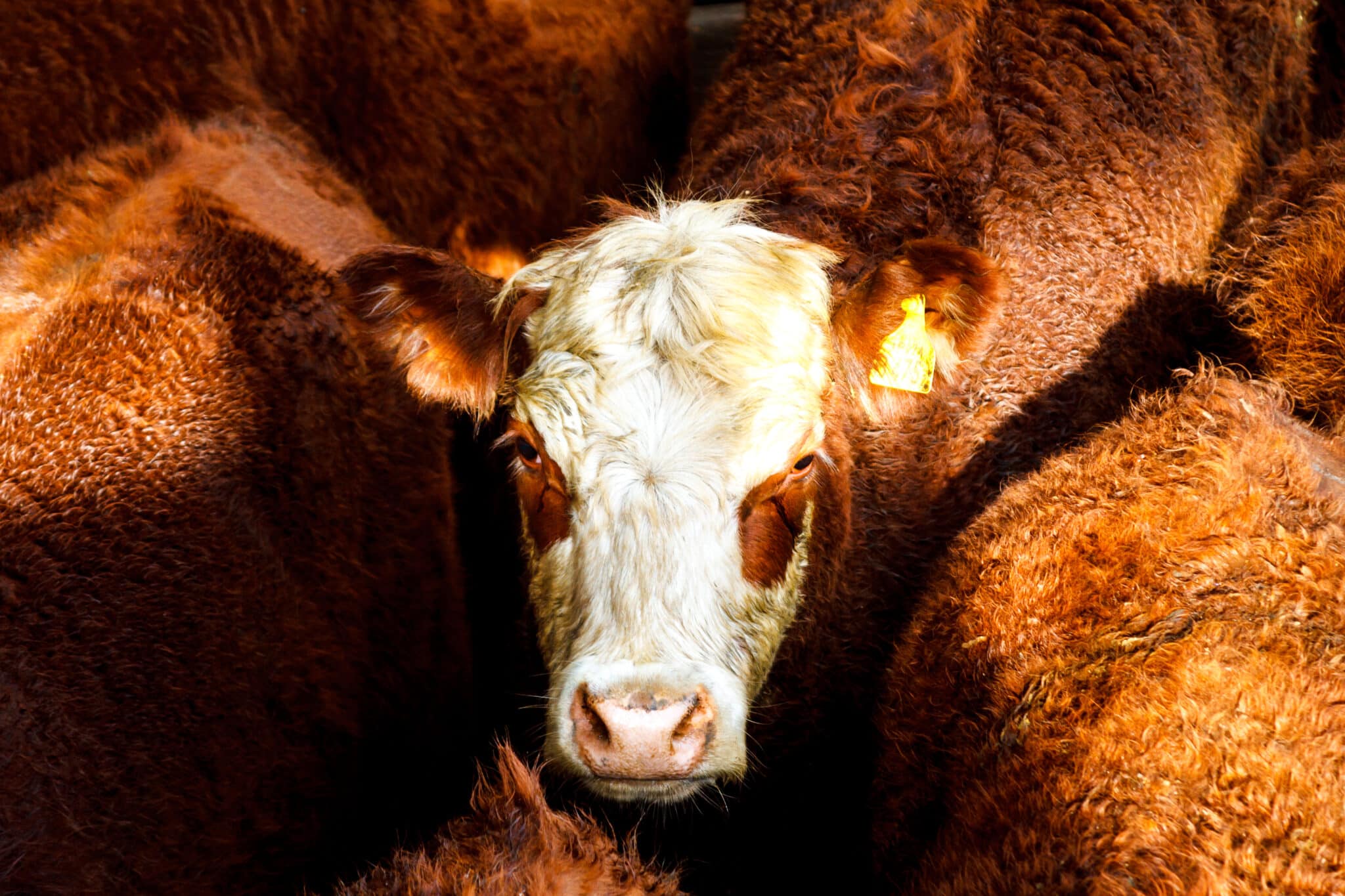 Egy barna-fehér foltos tehén felülnézetből, felfelé néz, egyik fülében sárga füljelző, körülötte több tehén, akiknek csak a testük egy része látszik