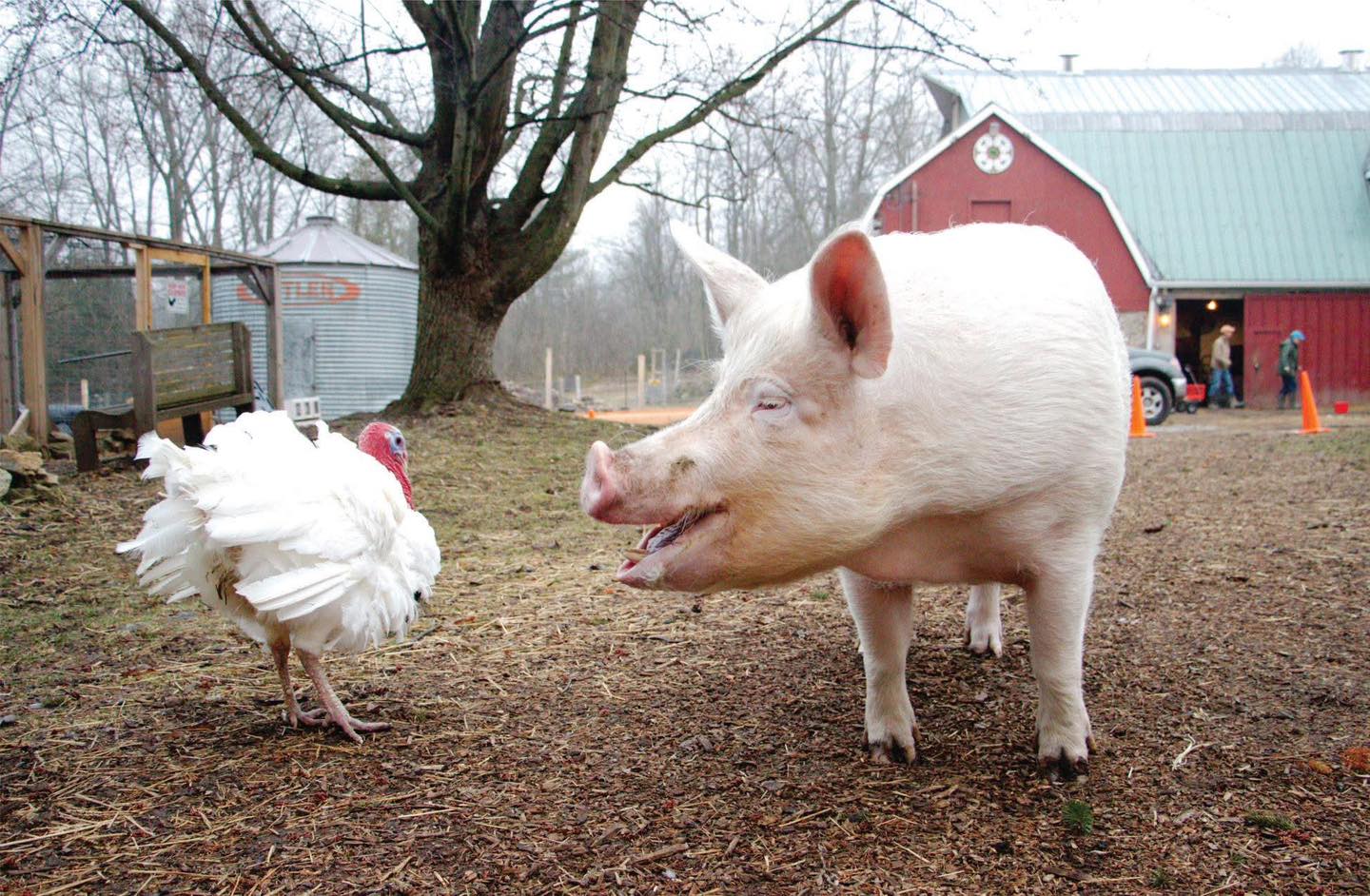 Egy pulyka és egy disznó néz egymásra.