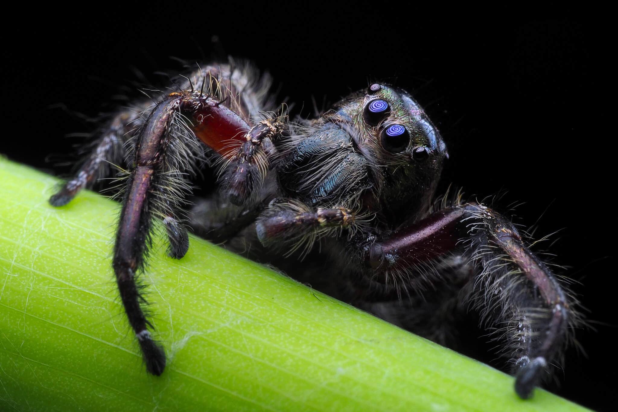 Pók felnagyítva egy növény zöld szárán.