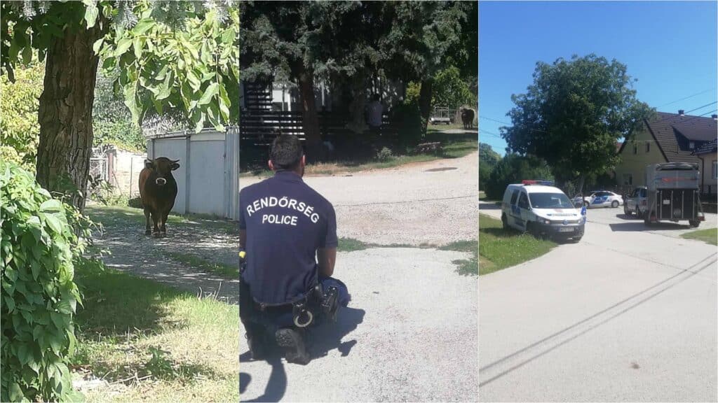 Kollázson az elszabadult bika Székesfehérváron. Az első képen egy kerítés mellett áll, a másodikon rendőr nézi őt, guggolva, a harmadikon pedig rendőrautó mellett kanyarodik ki egy élőállat-szállító jármű.