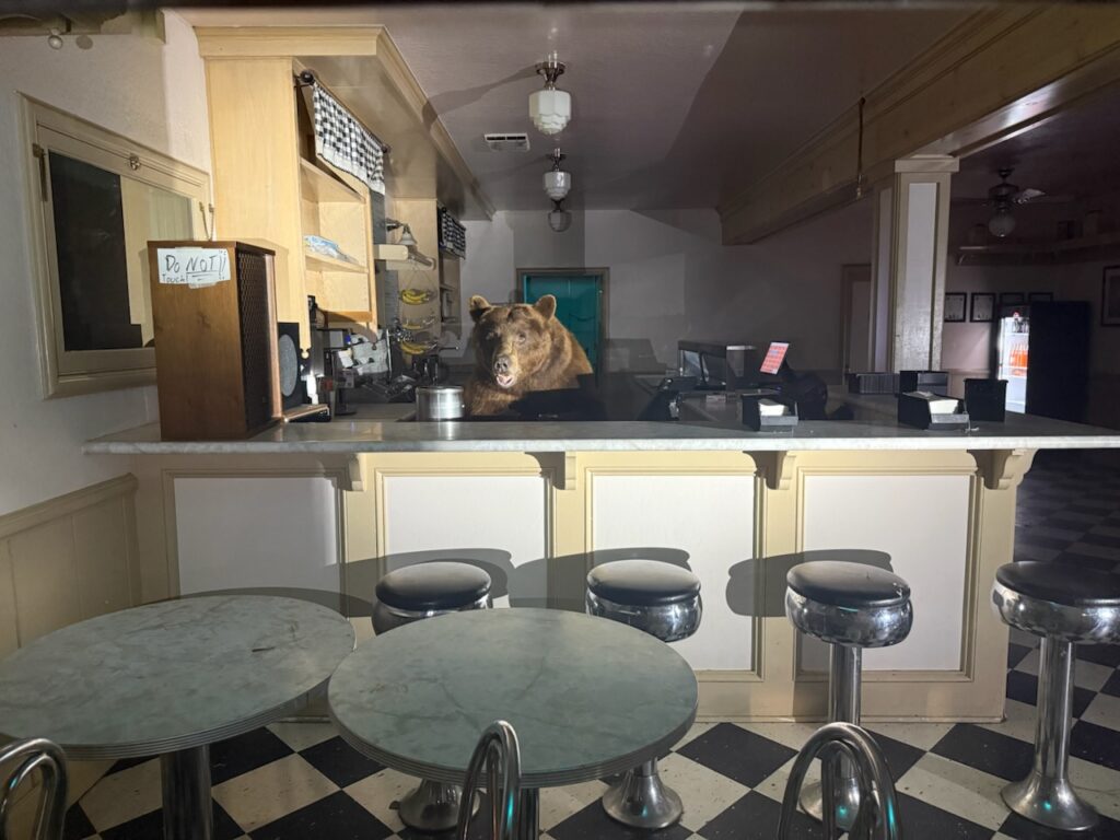 Fekete medve egy kaliforniai fagyizó pultja mögött