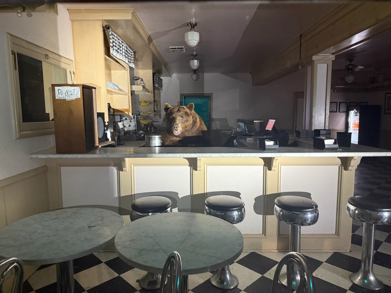 Fekete medve egy kaliforniai fagyizó pultja mögött