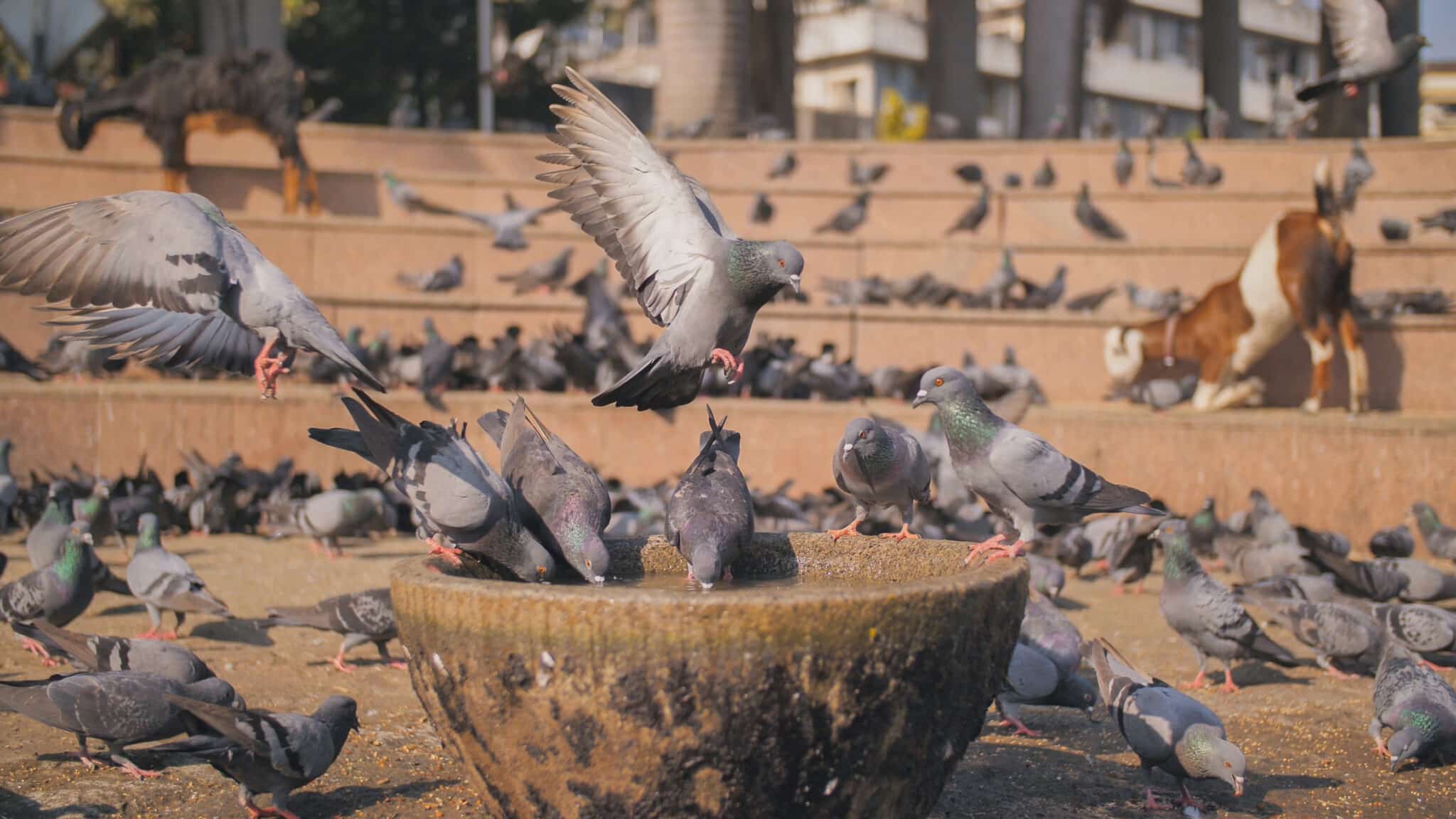 Galambok ísznak mumbaii köztéren, háttérben egy tehén