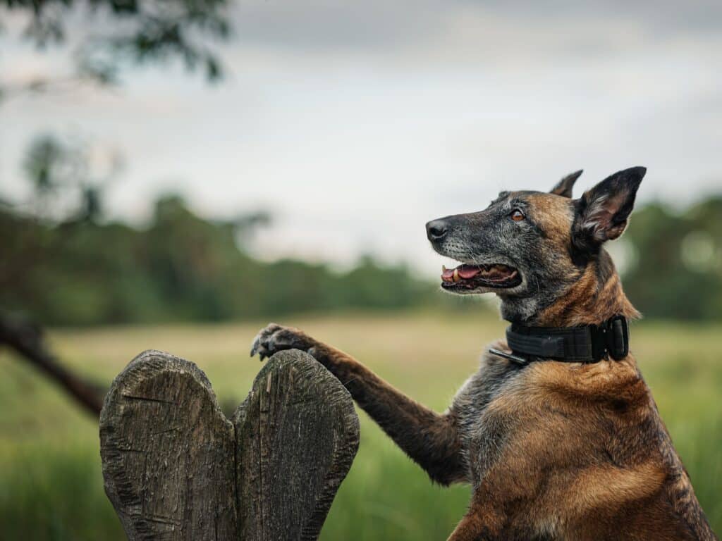 Belga juhászkutya két lábra állva, faragott fának támaszkodva