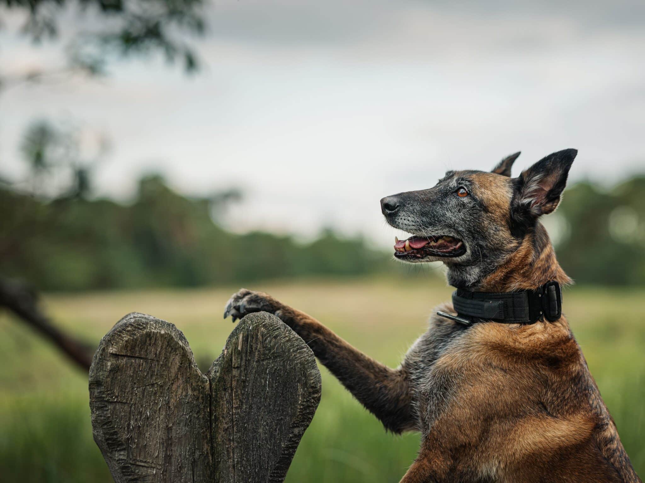 Belga juhászkutya két lábra állva, faragott fának támaszkodva