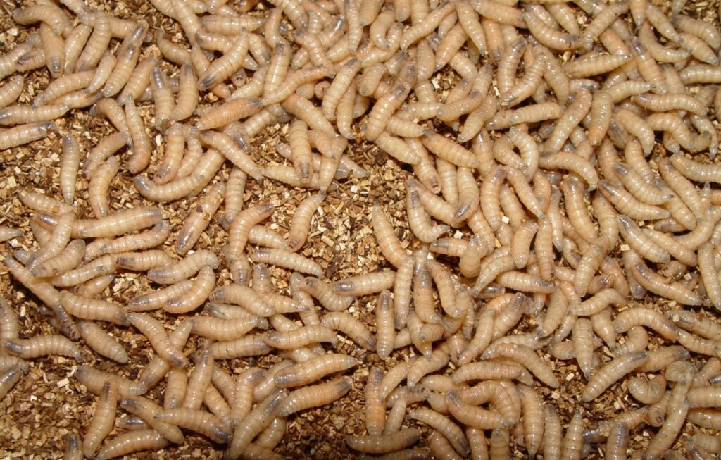 Húsevő csavarlégy lárvái