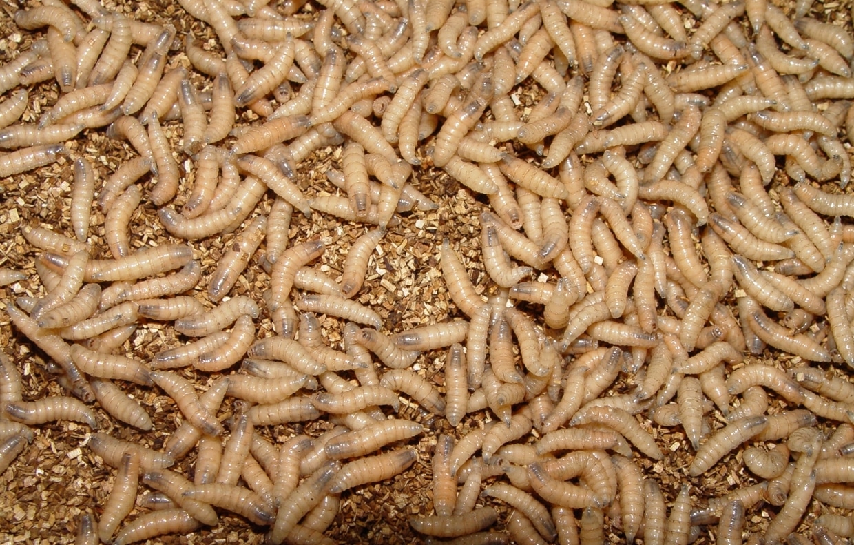 Húsevő csavarlégy lárvái