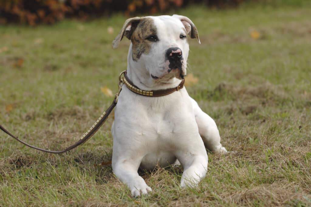 Amerikai bulldog fekszik a fűben, pórázzal a nyakörvén