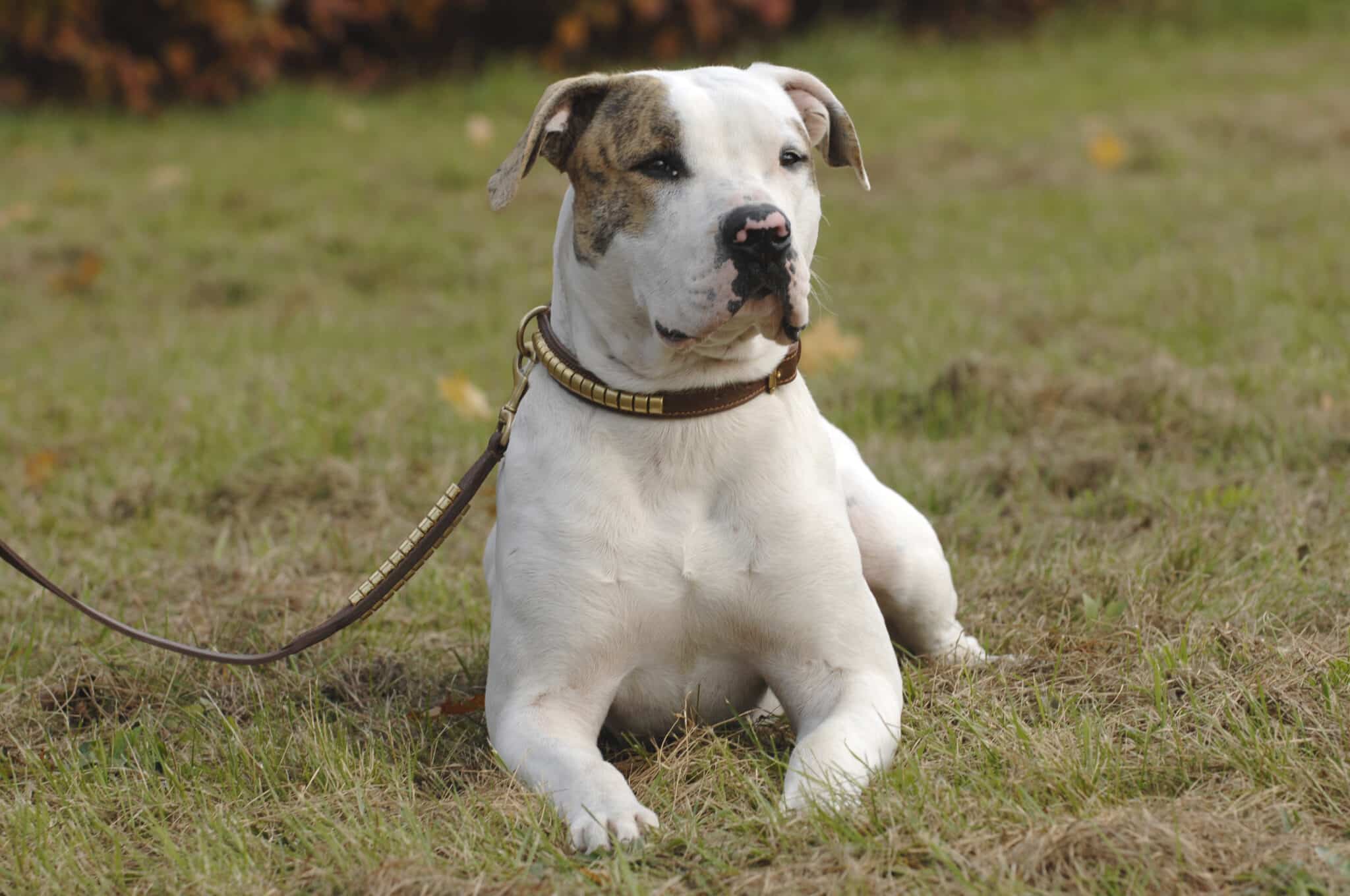 Amerikai bulldog fekszik a fűben, pórázzal a nyakörvén