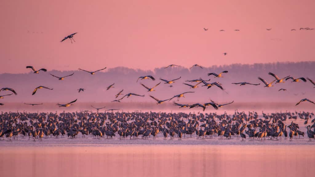 Madarak gyülekeznek Hortobágyon
