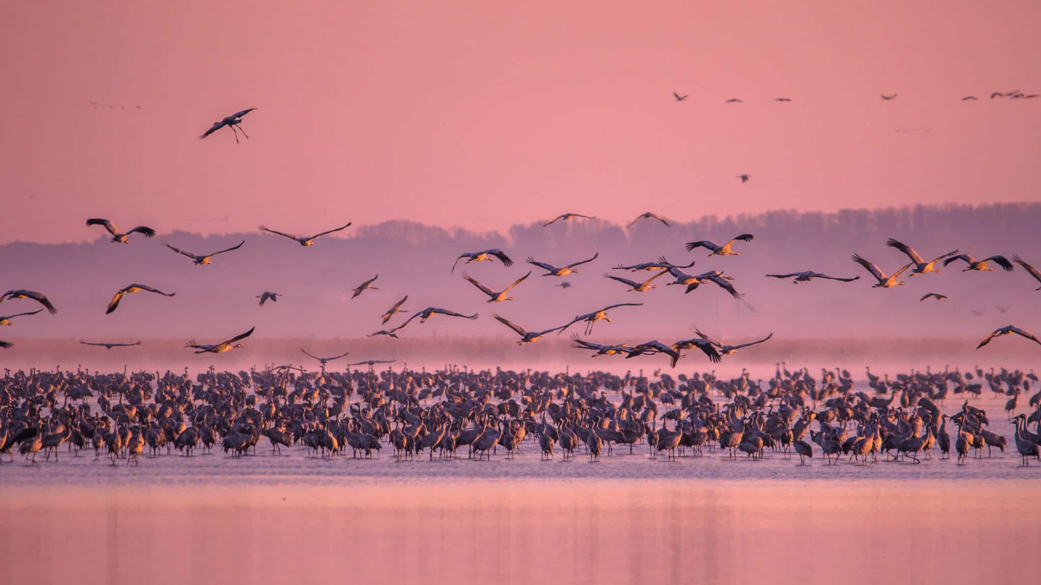 Madarak gyülekeznek Hortobágyon