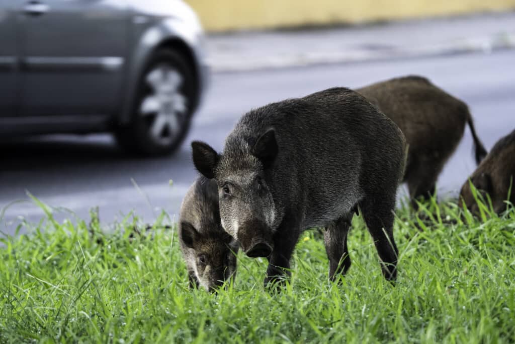 Vaddisznócsalád városi környezetben, út füves szélén, a háttérben egy autó halad el épp