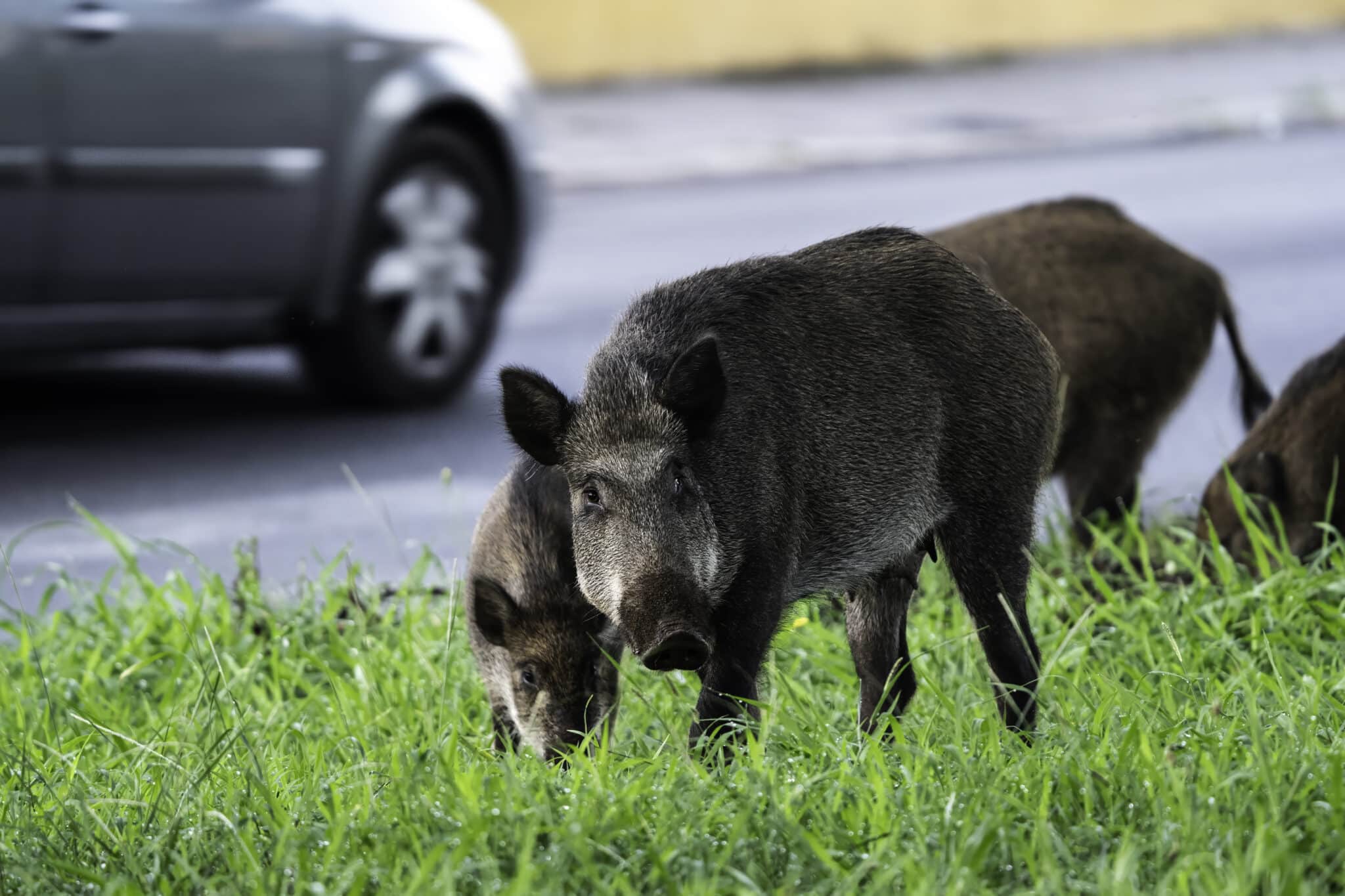 Vaddisznócsalád városi környezetben, út füves szélén, a háttérben egy autó halad el épp