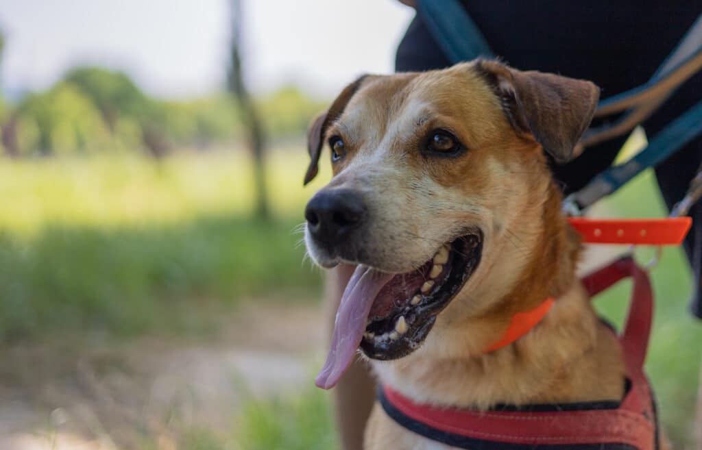 Távolba révedő lihegő kutya