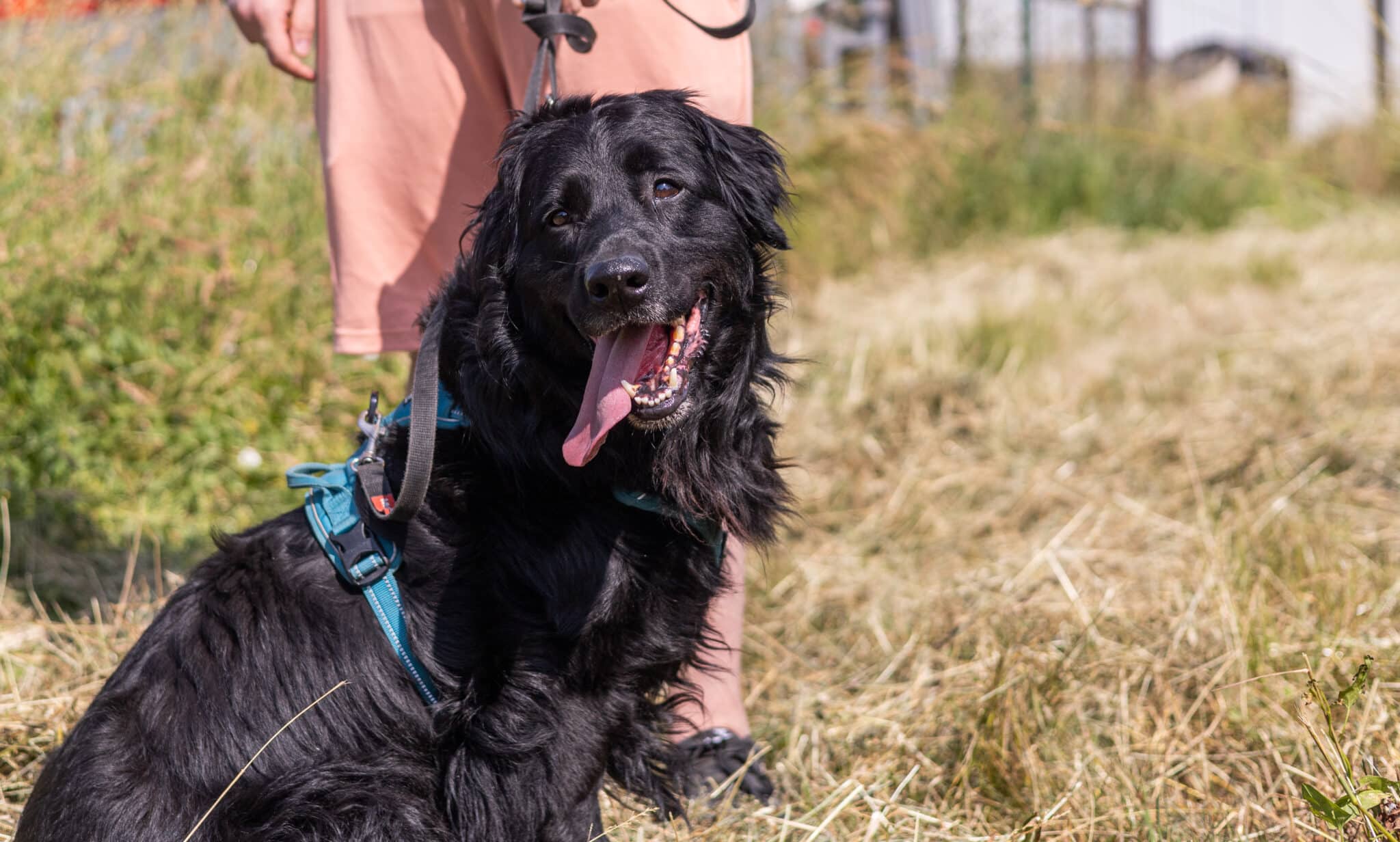 Fekete hosszú szőrű kutya ül, kék há, van rajta, liheg