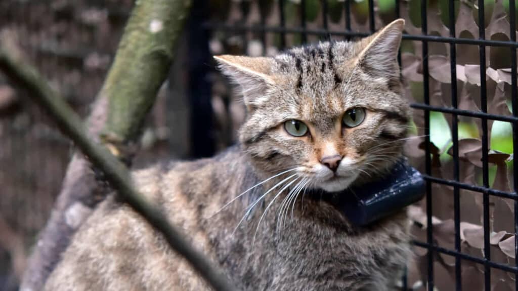 Lukrécia, a Budakeszi Vadaspark visszavadított vadmacskája, nyomkövetős nyakörvvel a nyakában