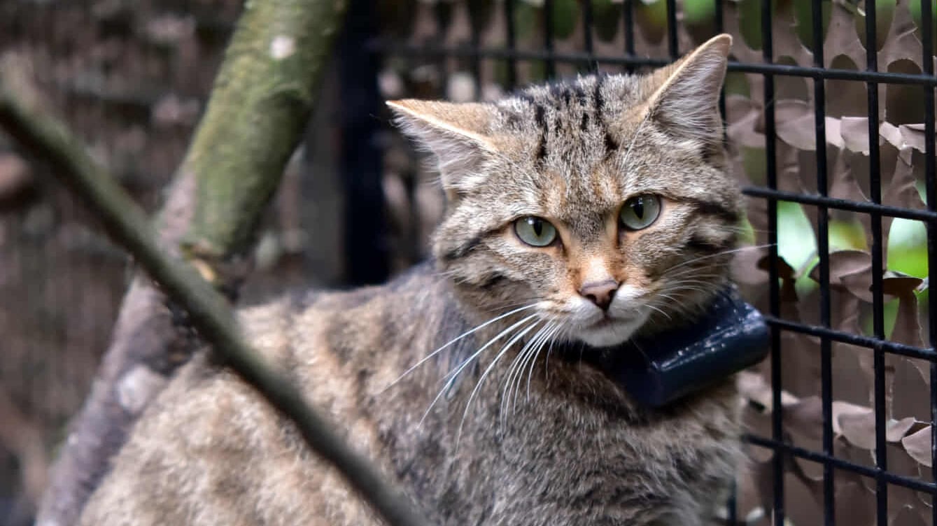 Lukrécia, a Budakeszi Vadaspark visszavadított vadmacskája, nyomkövetős nyakörvvel a nyakában